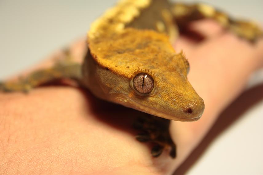 Hembra ciliatus (2).JPG