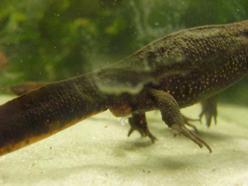 Hembra con espermatoforo.