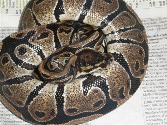 hembra de regius.JPG