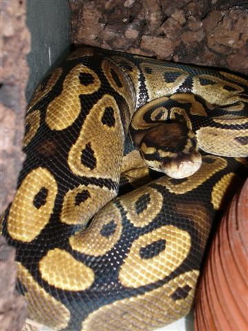 hembra de regius pastel.JPG