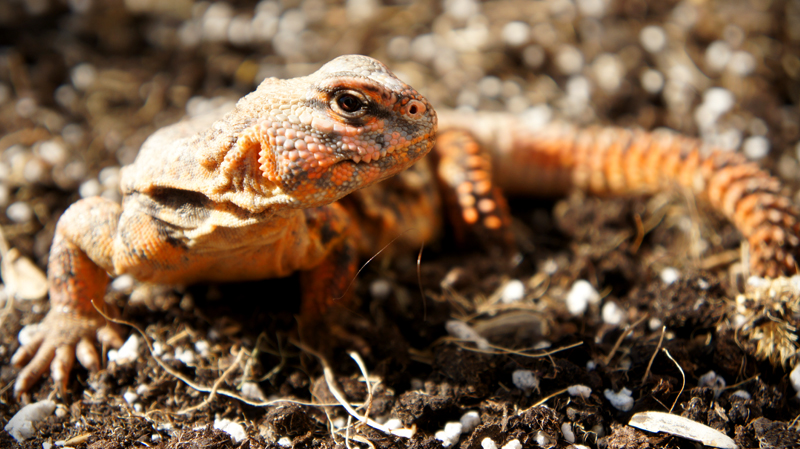 Hembra geyri rojo 00