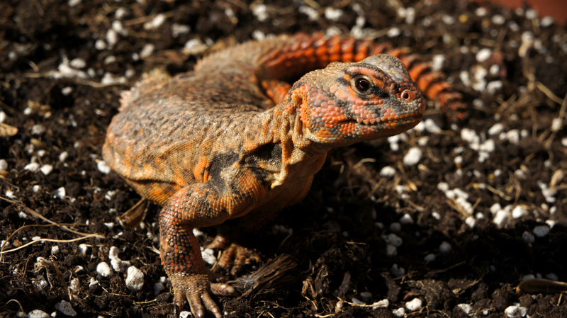 Hembra geyri rojo 01