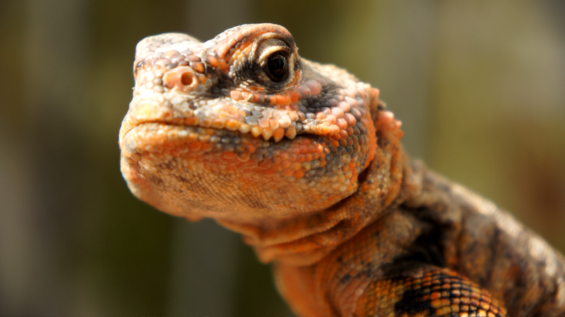 Hembra geyri rojo 02