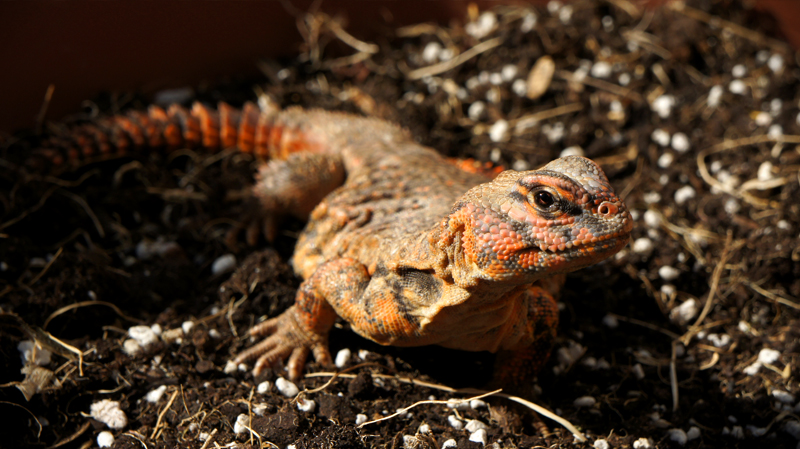 Hembra geyri rojo 03