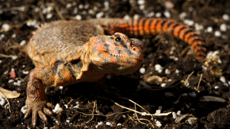 Hembra geyri rojo 04