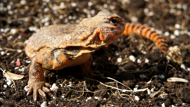 Hembra geyri rojo 05