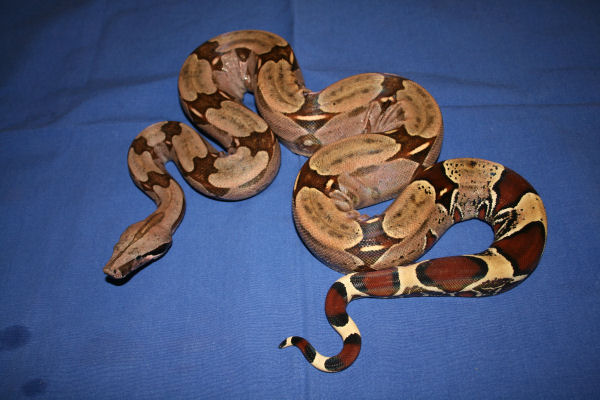 Hembra Guyana #1.jpg