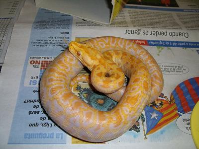 Hembra het_grant_alb.JPG