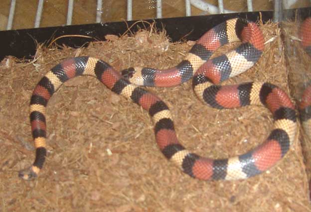 hembra L. T. campbelli apricot.jpg