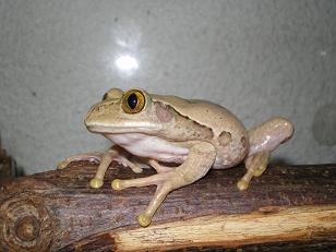 Hembra Leptopelis lateral.JPG