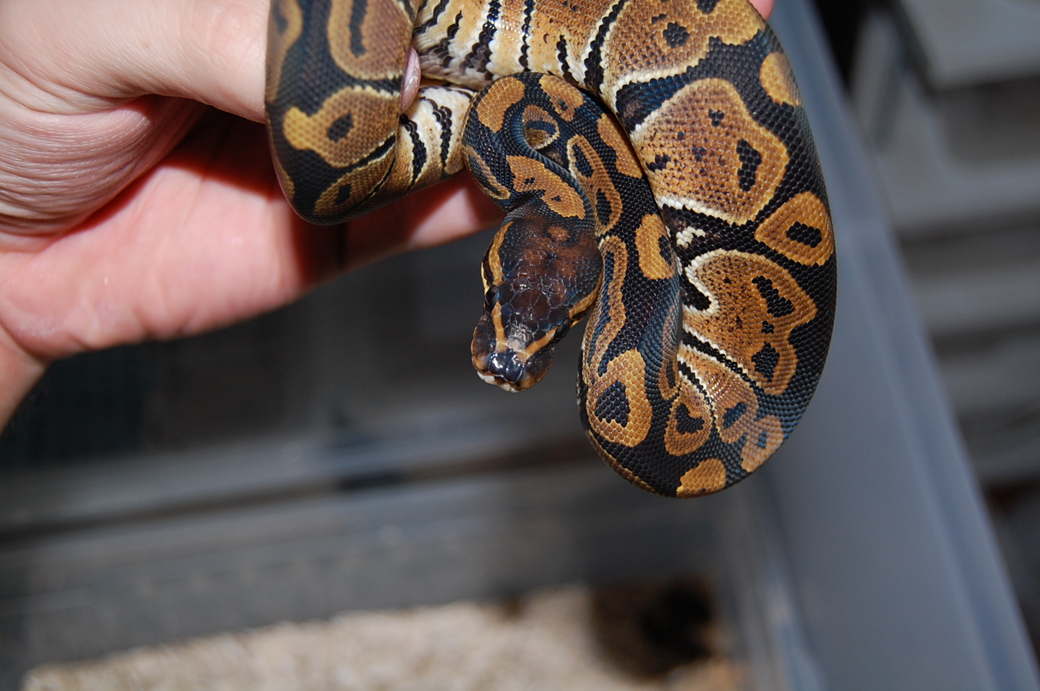 Hembra otoño 2009 1.JPG