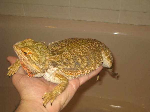 hembra por sorpresa 2.JPG