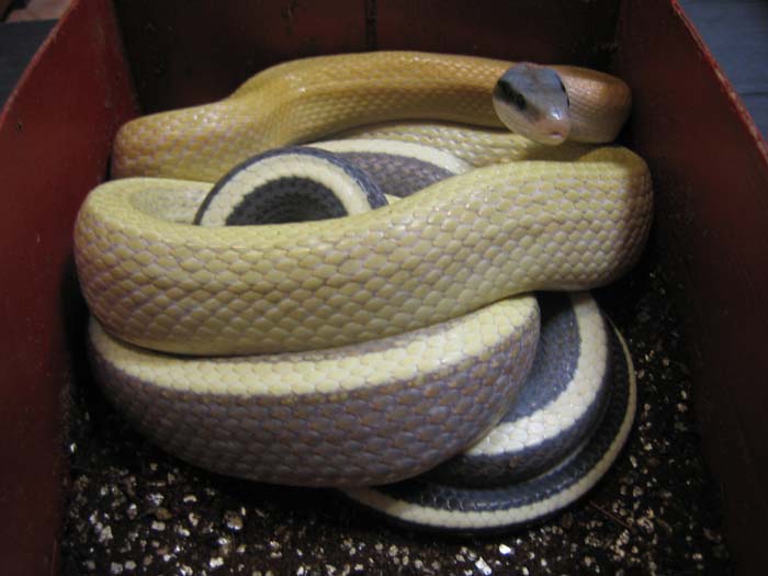 Hembra Ridleyi 006B.jpg