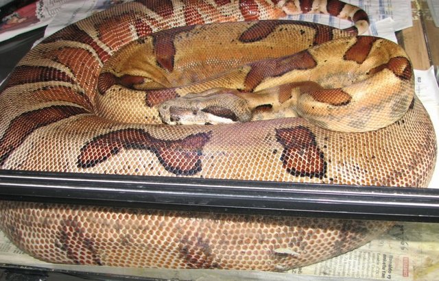 Hembra Supersalmon Jungle.jpg