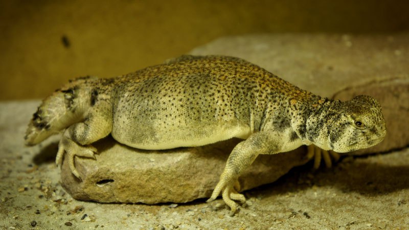 hembra thomasi gra 2013