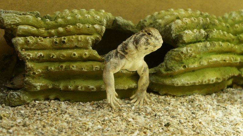 hembra thomasi gra2 2013