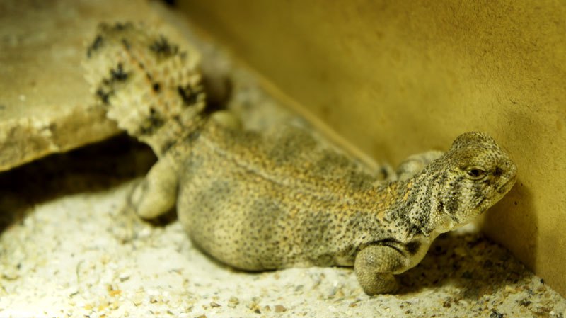 hembra thomasi gra3 2013