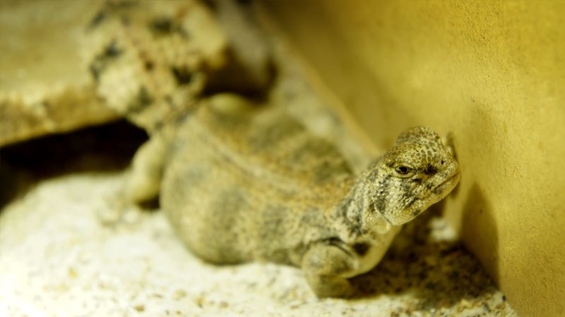 hembra thomasi gra4 2013