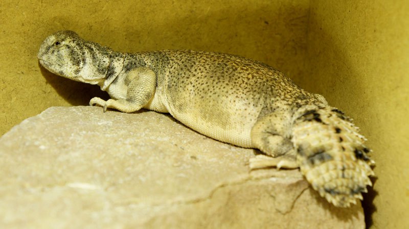 hembra thomasi gra5 2013