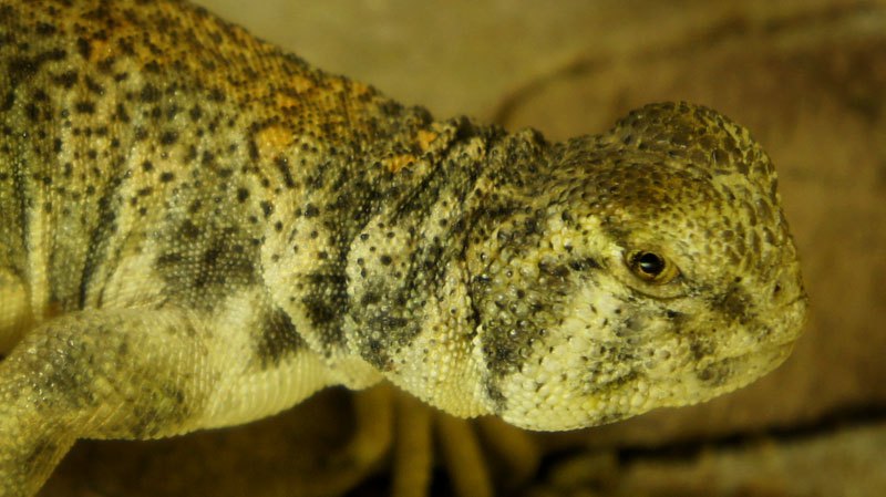 hembra thomasi gra6 2013