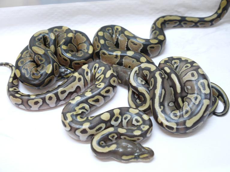Hembras Mojave het ghost y normal het ghost.JPG