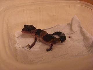 hemi recien llegado 2.JPG