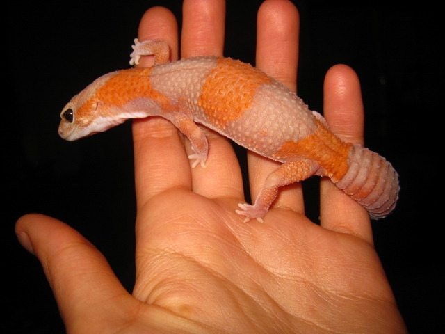 Hemite2012 (1) (640x480).jpg