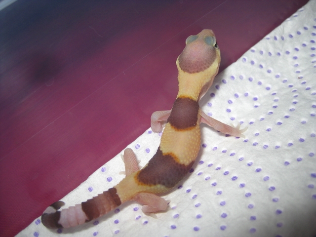 Hemiteconyx2012 (1).jpg