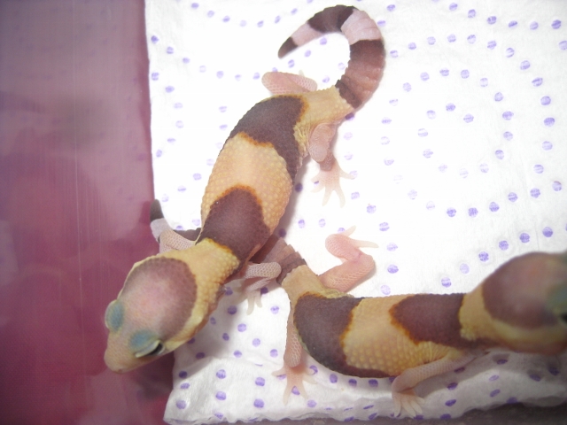 Hemiteconyx2012 (4).jpg