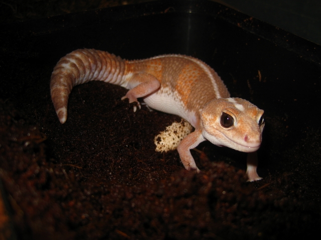 Hemiteconyx2012 (5) (640x480).jpg