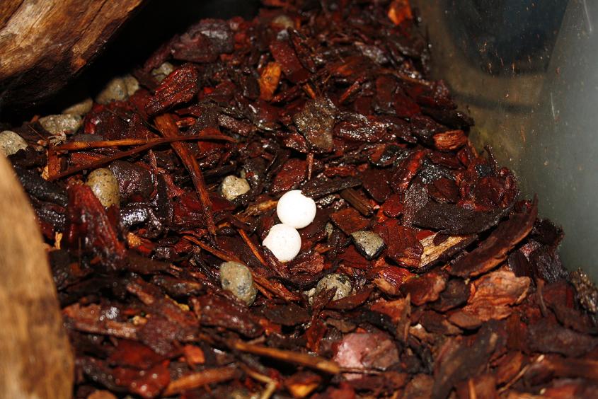 henkeli agost 2011 006.jpg