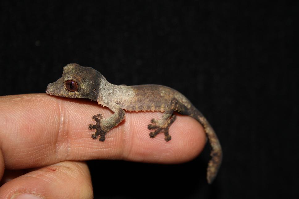 henkeli born dec 10 006reduc.JPG