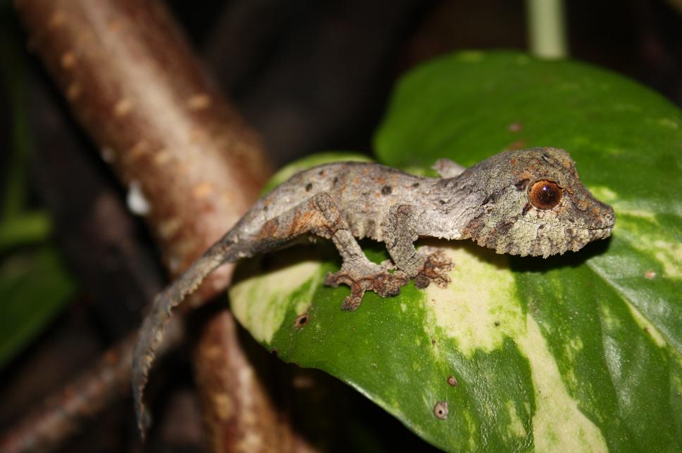 henkeli born january 11 male 12.jpg