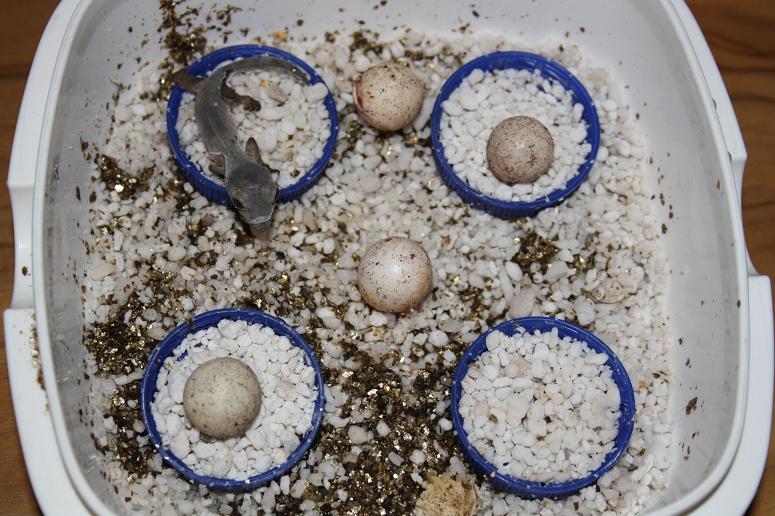 henkeli nosy be clutch.jpg