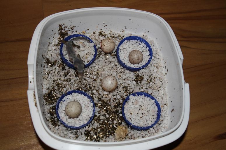 henkeli nosy be clutch1.jpg