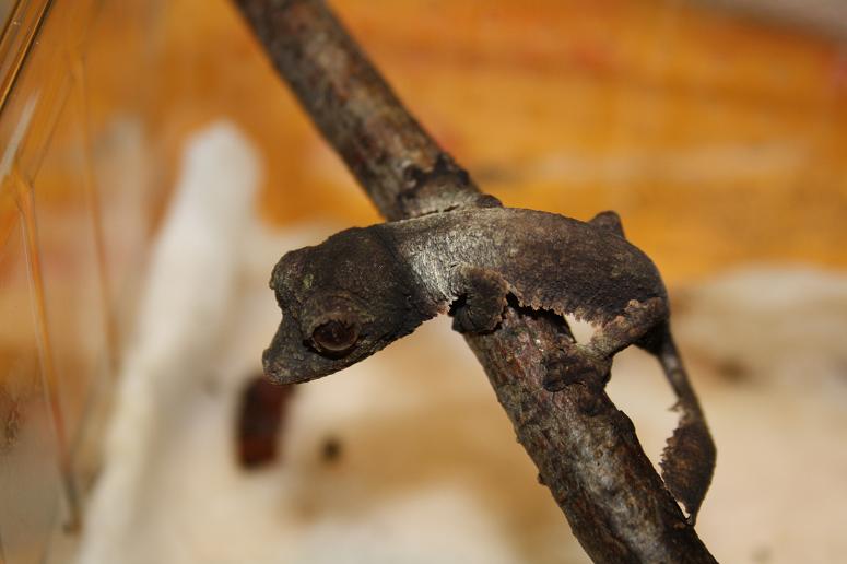 henkeli nosy be2.jpg