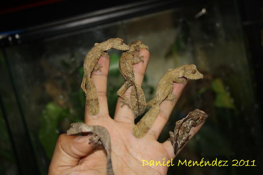 henkelis 2011 002.jpg