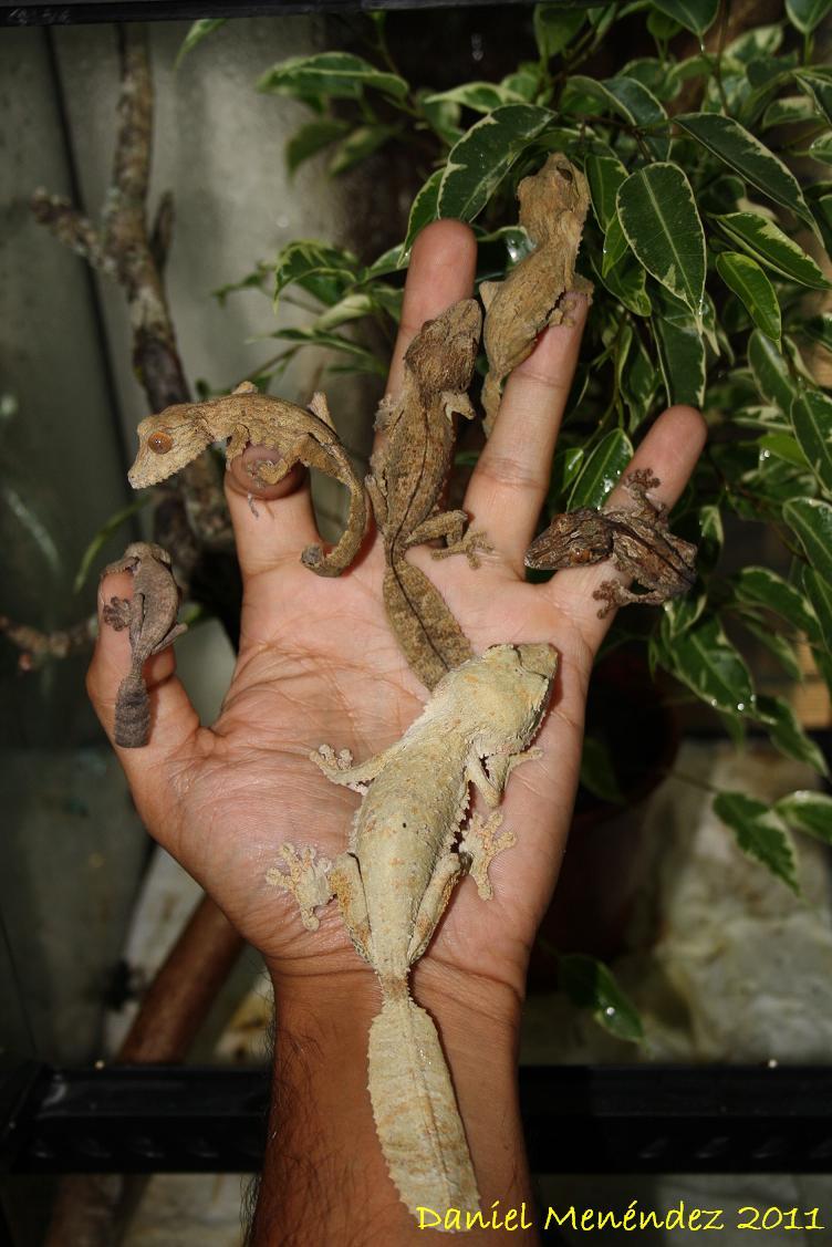 henkelis 2011 015.jpg