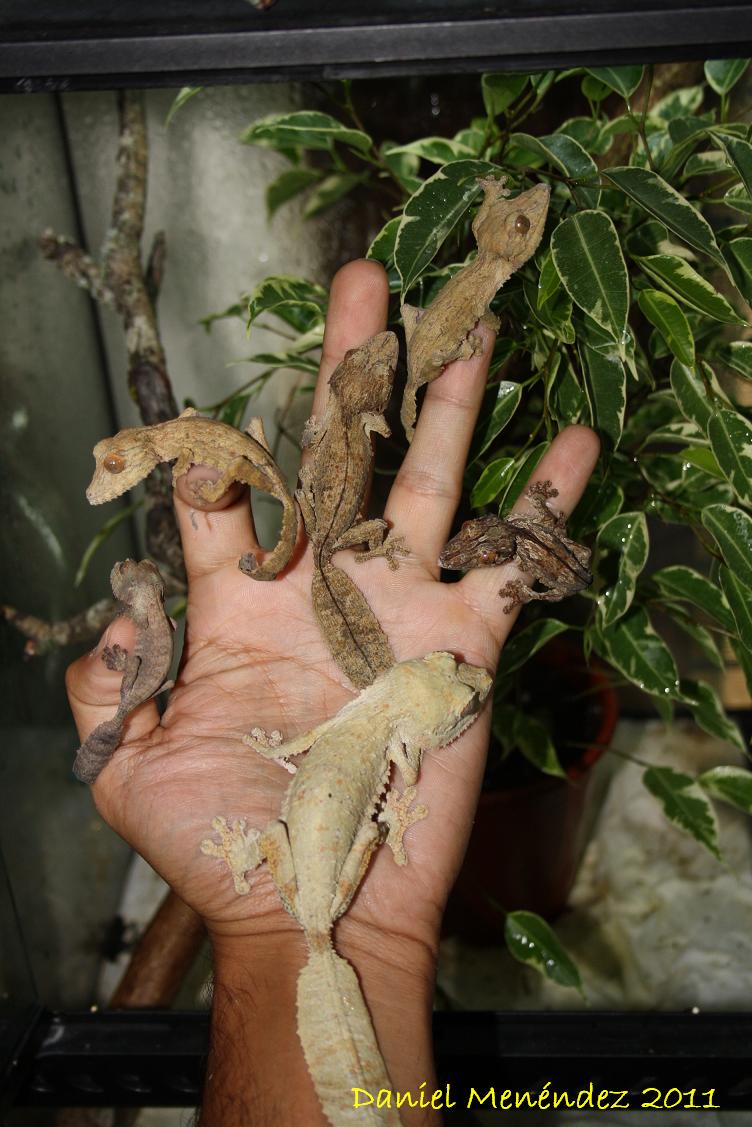 henkelis 2011 017.jpg