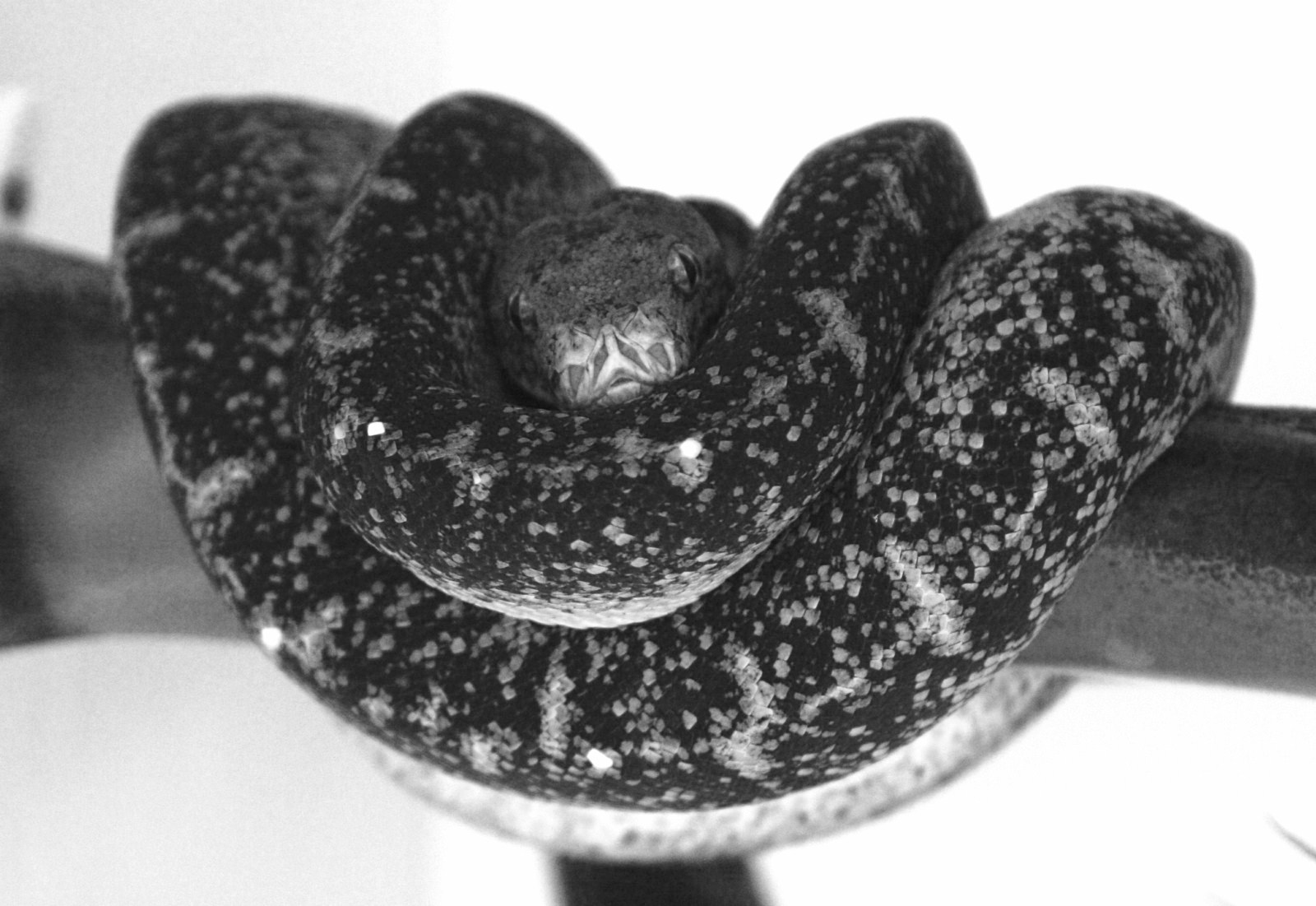 hercules [1600x1200] - copia.JPG