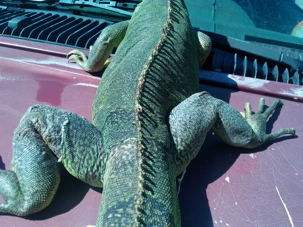 Herida de mi iguana