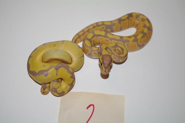 Het Clown 2 Pic 2.jpg