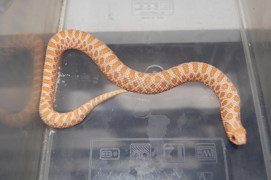 heterodon fluor M..JPG