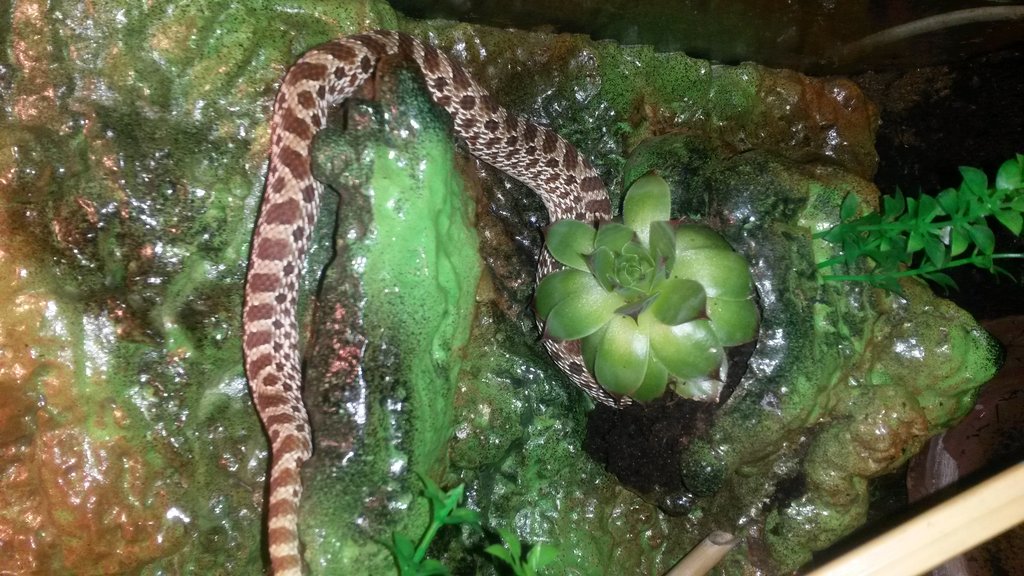 Heterodón Nasicus 3