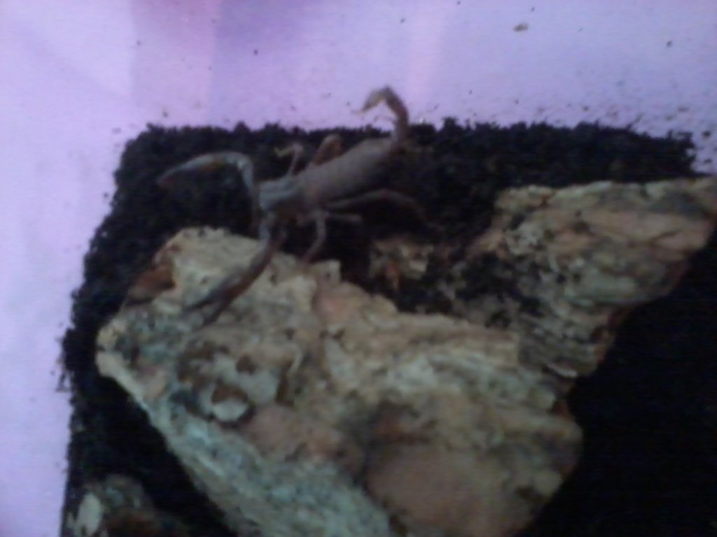 Heterometrus Longimanus