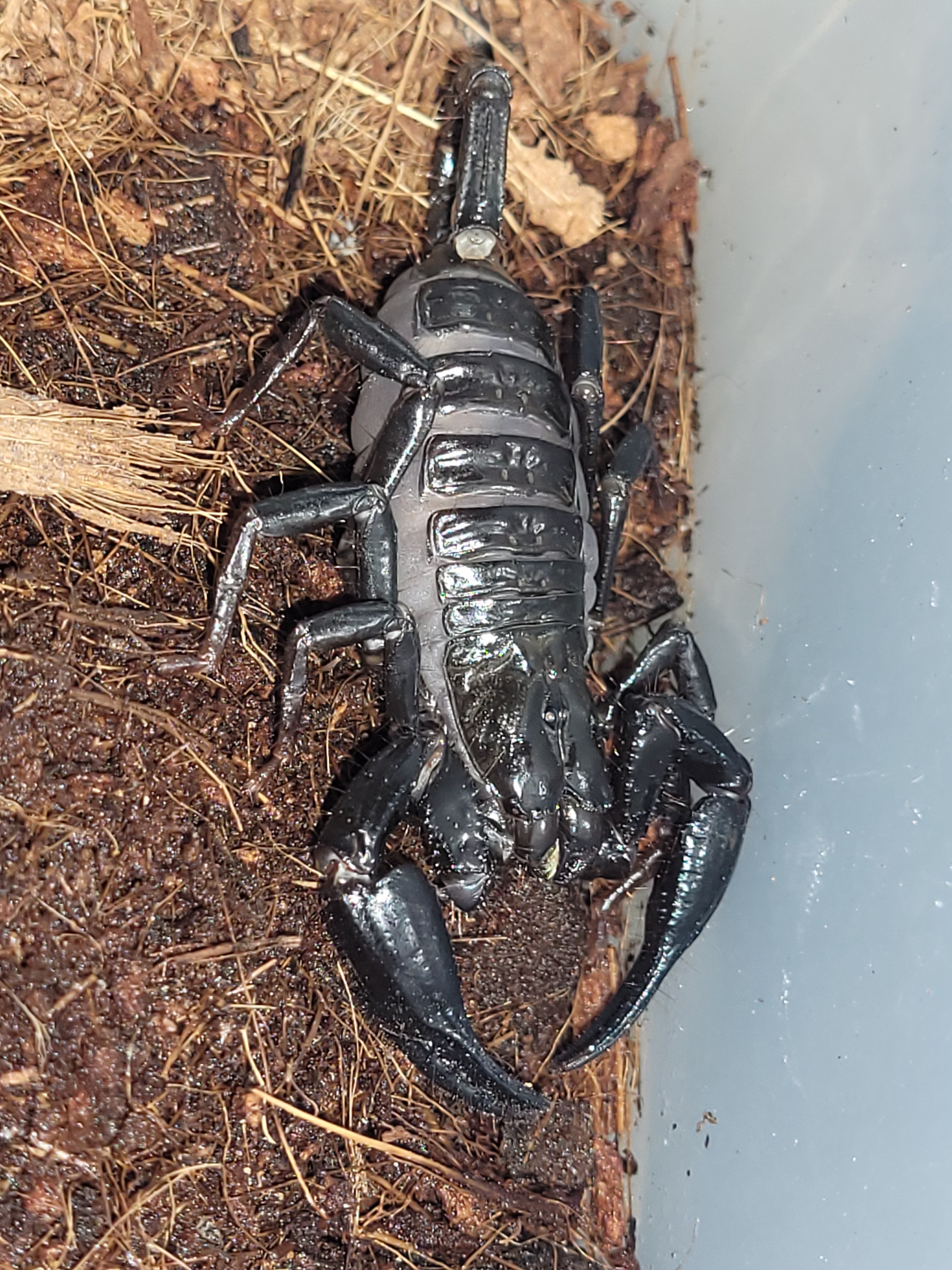 Heterometrus spinifer