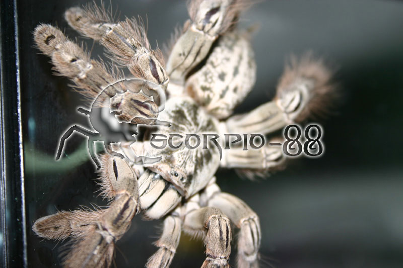 Heteroscodra maculata 1.JPG