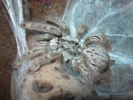 Heteroscodra maculata.jpg