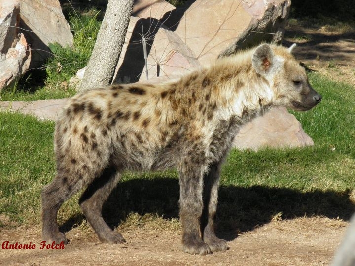 Hiena moteada