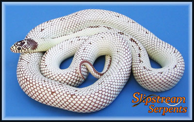 high white californiae 2